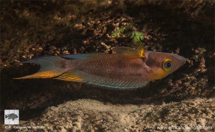 Neolamprologus furcifer 'Kalepa Island'